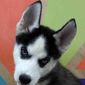 Siberian Husky