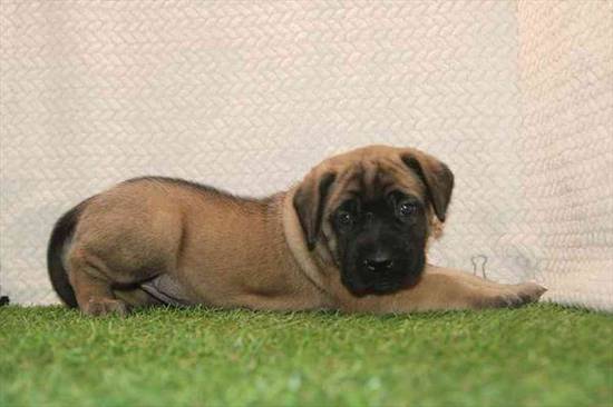 English Mastiff