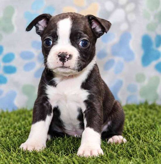 Boston Terrier