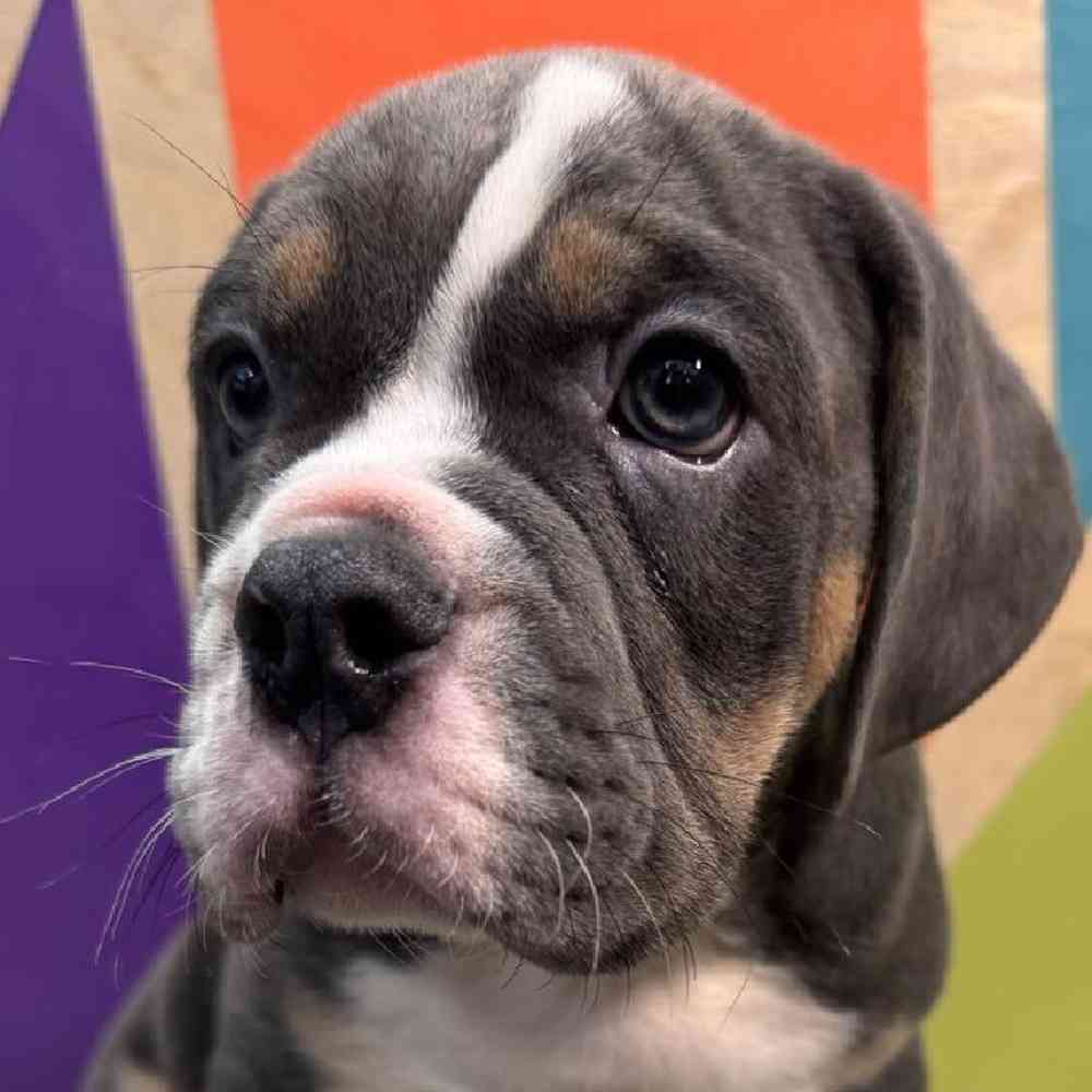 carousel pet images