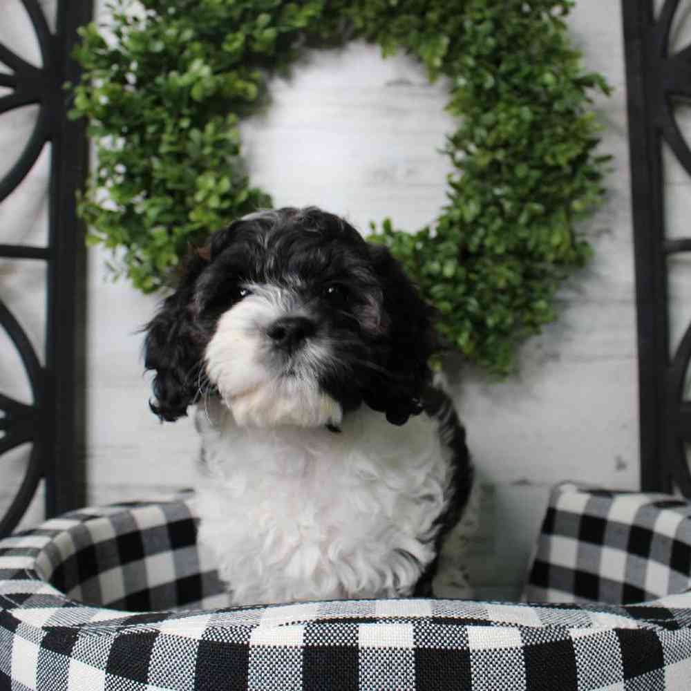 carousel pet images