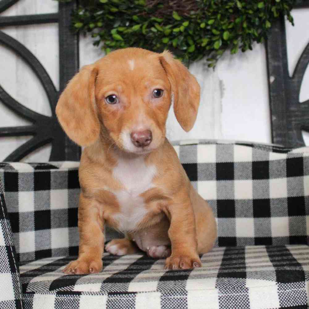 Female Dachshund Puppy for sale