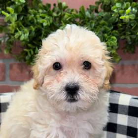 BichonPoo