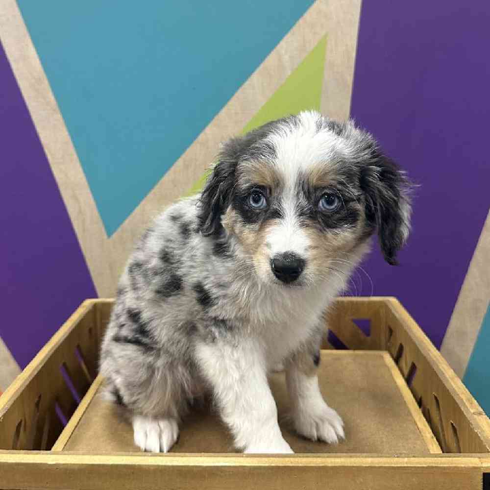 carousel pet images