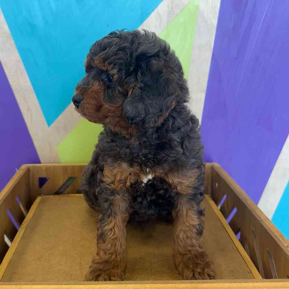 carousel pet images