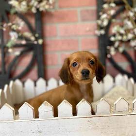 Dachshund