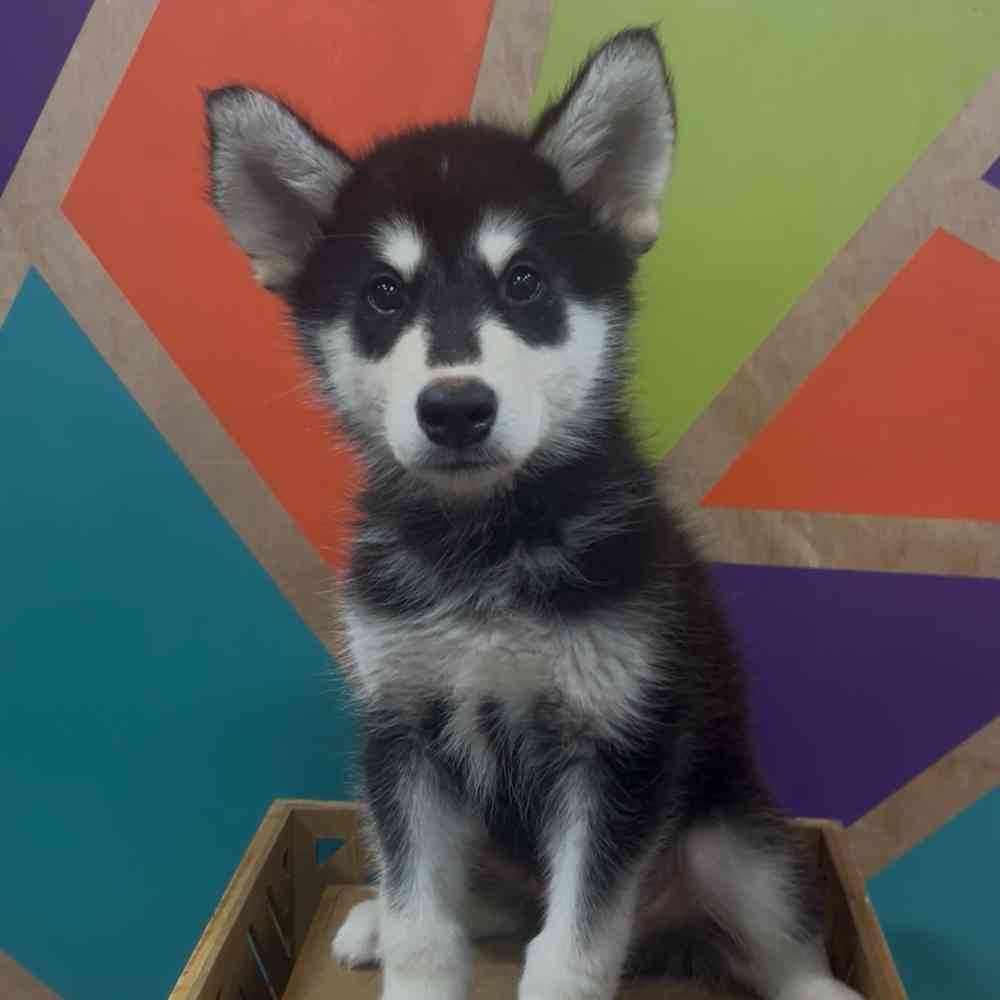 Image of a pet breed in the gallery