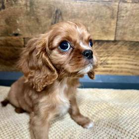 Cavalier King Charles Spaniel