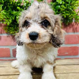 Cockapoo