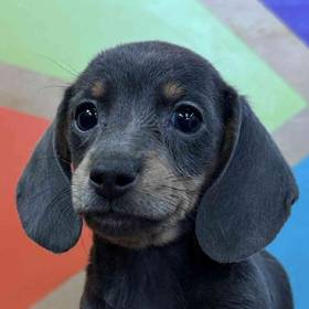 Dachshund