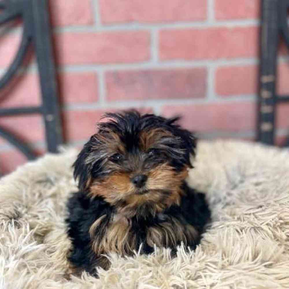 Male Yorkie Puppy for Sale in Rogers, AR