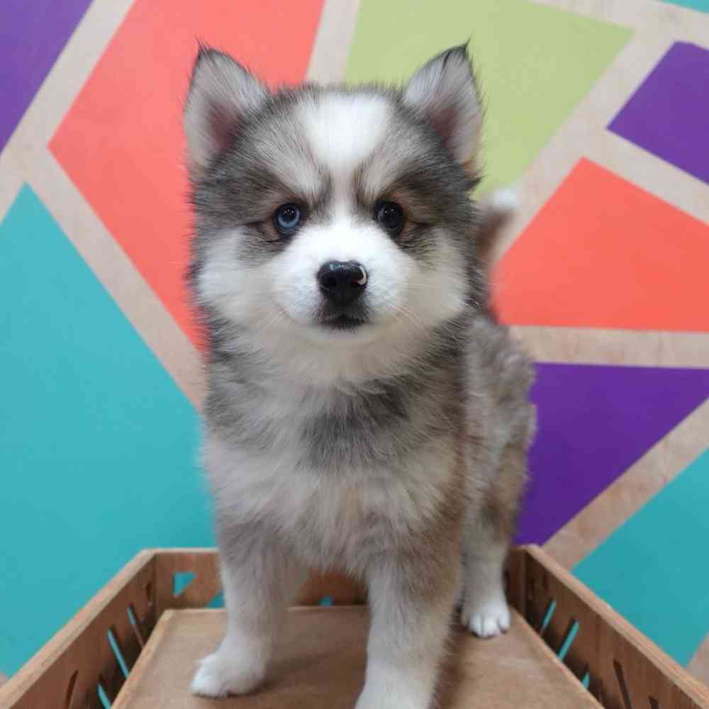 carousel pet images