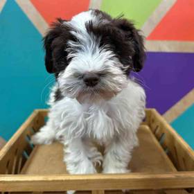 Mini Schnauzer