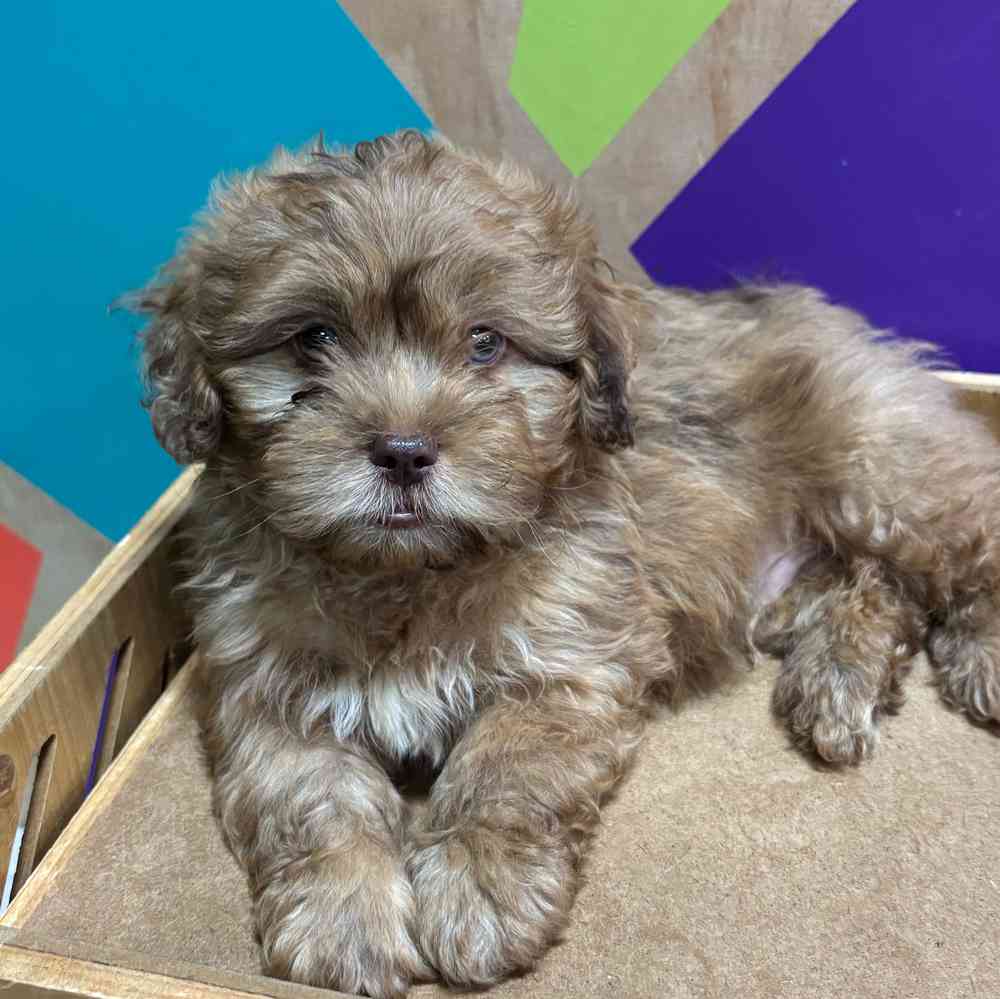 carousel pet images