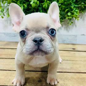 French Bulldog