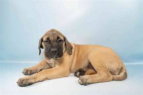 English Mastiff