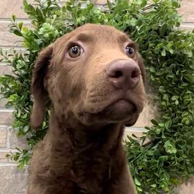 Chesapeake Bay Retriever