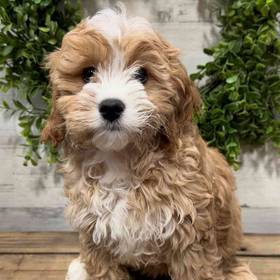 Cavapoo