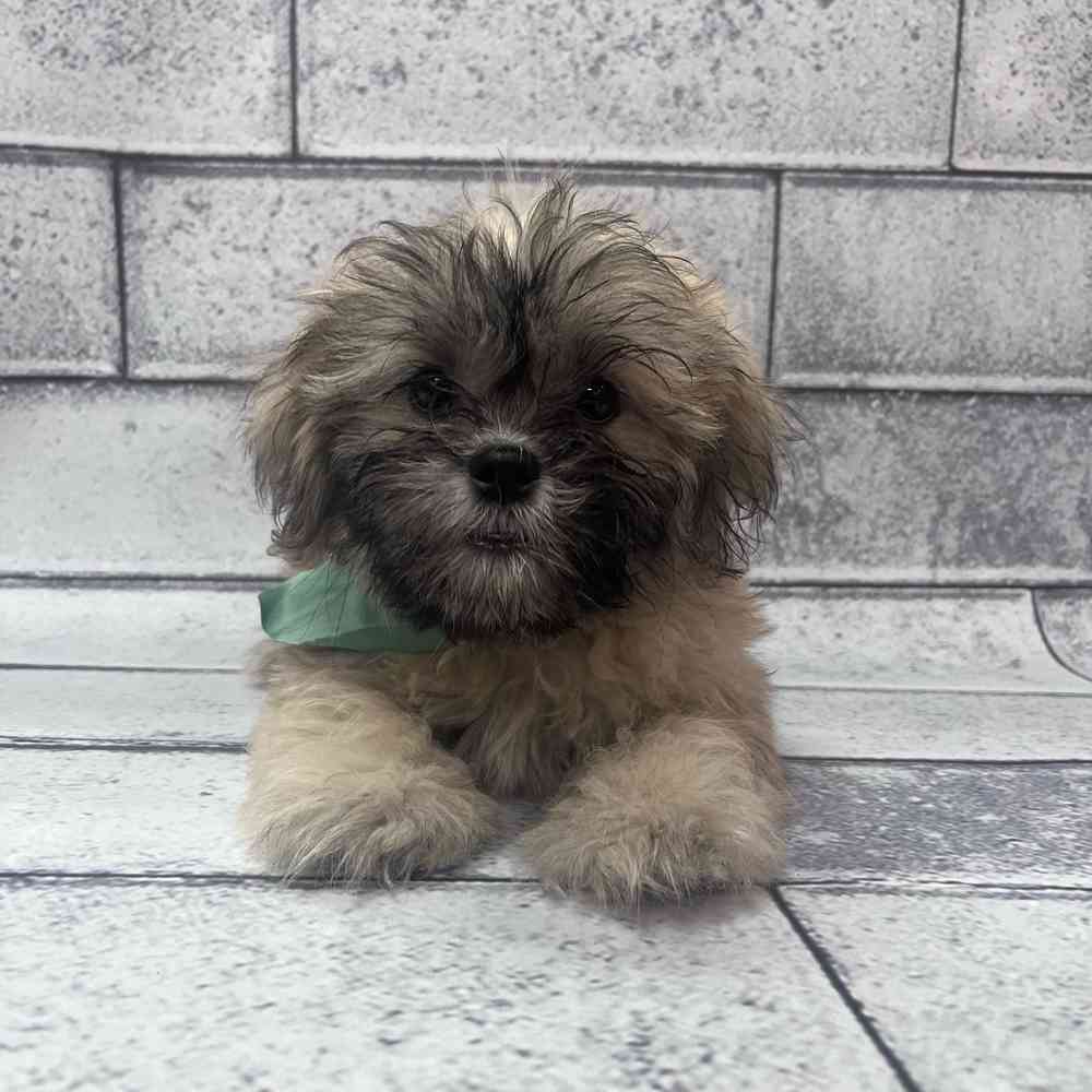 carousel pet images