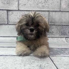 Teddy Bear