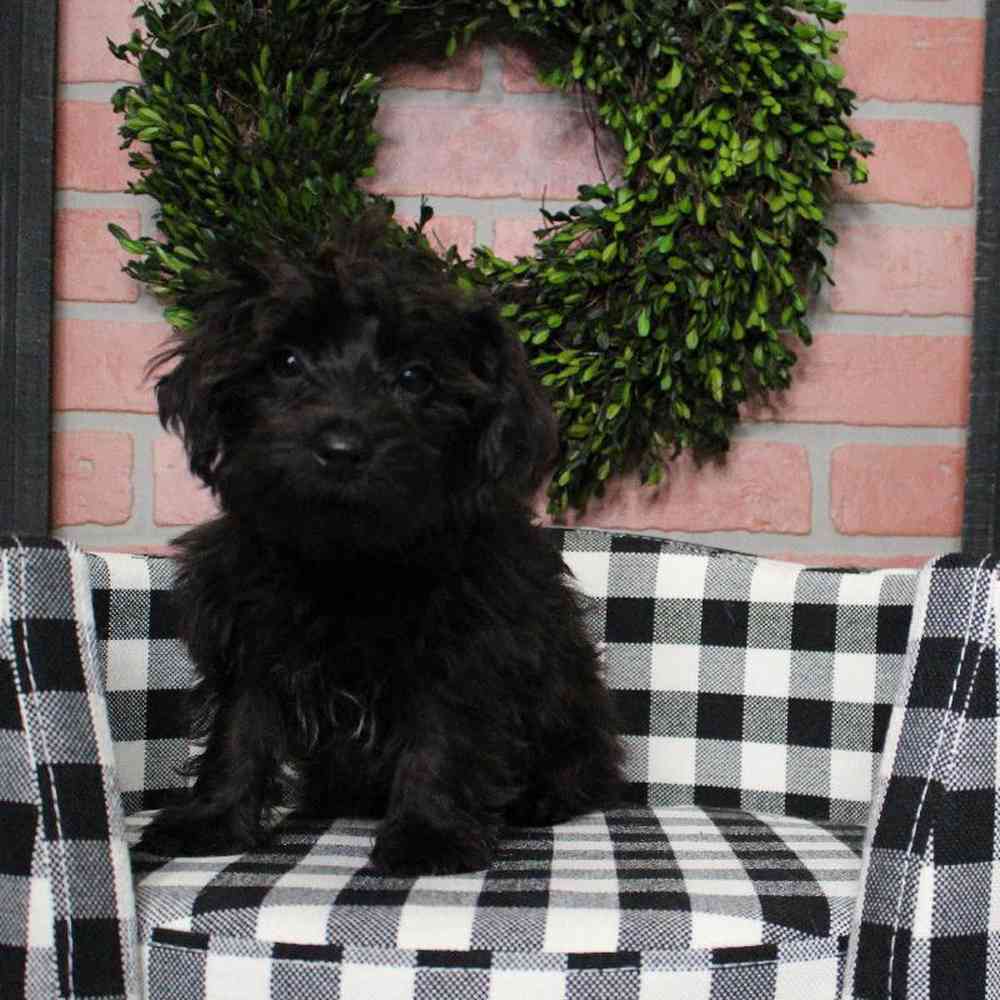 Male Yorkie-Poo Puppy for sale