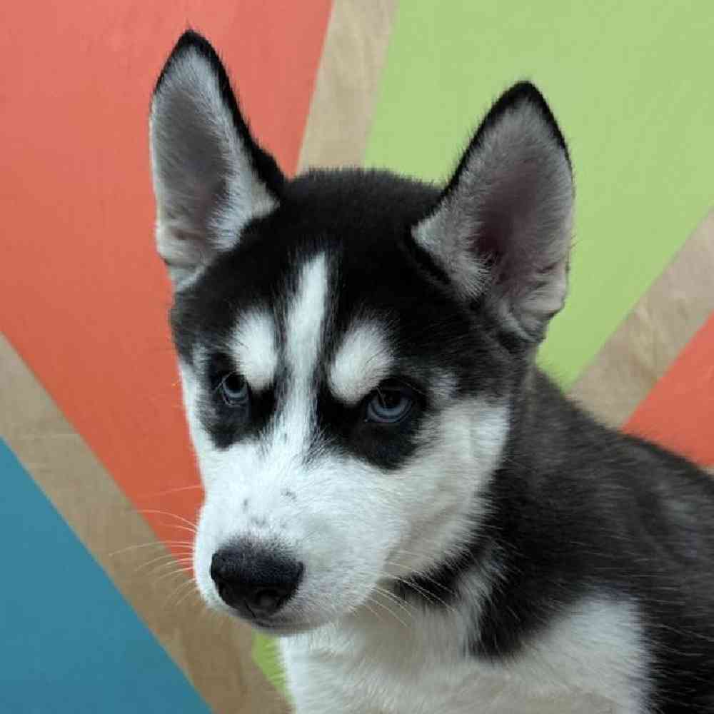 Male Siberian Husky Puppy for Sale in Joplin, MO