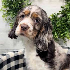 Cocker Spaniel