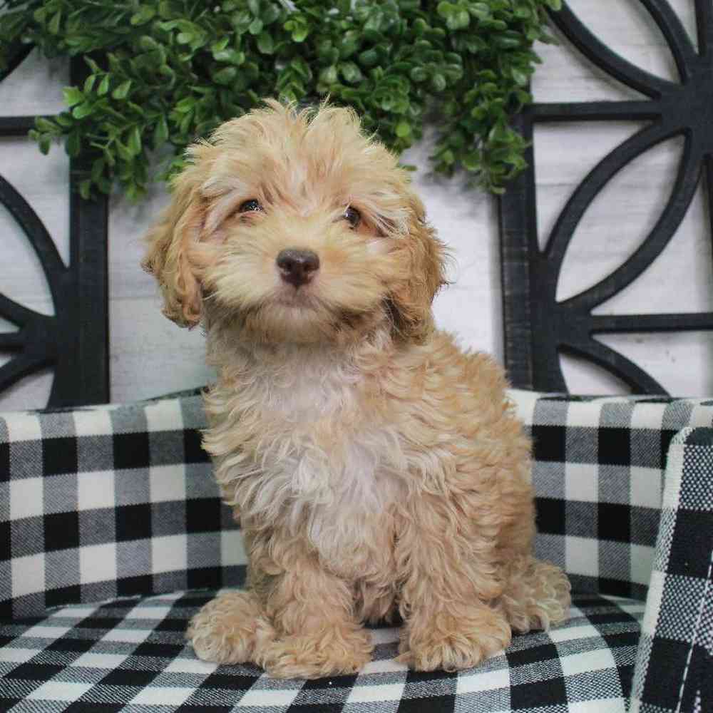 Female Cockapoo Puppy for sale