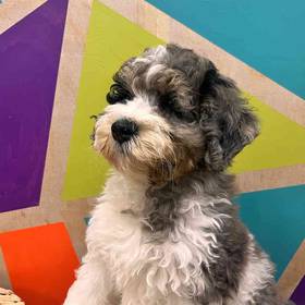 F1b Mini BerneDoodle
