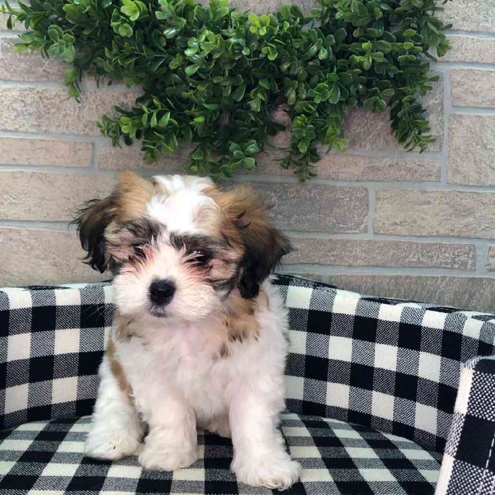 carousel pet images