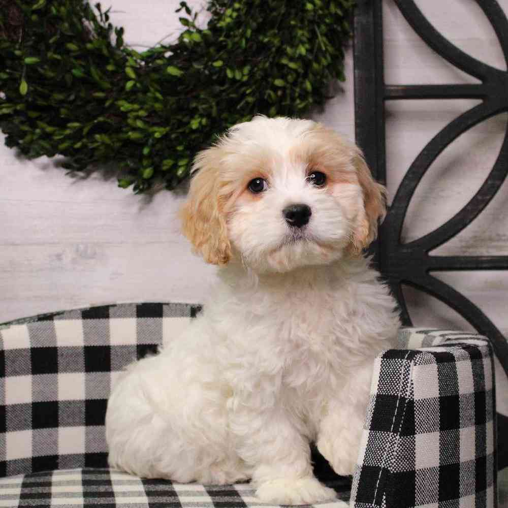 Male Cavachon Puppy for sale