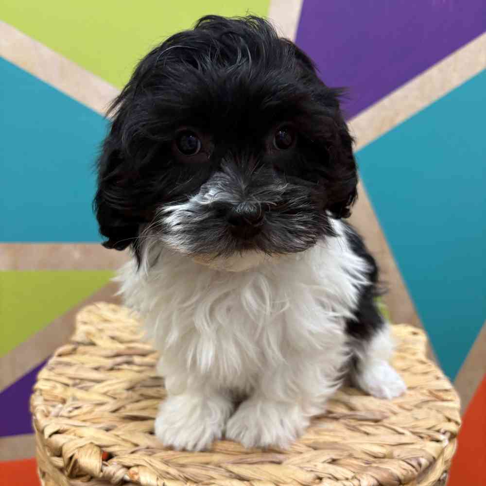 carousel pet images