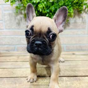 French Bulldog