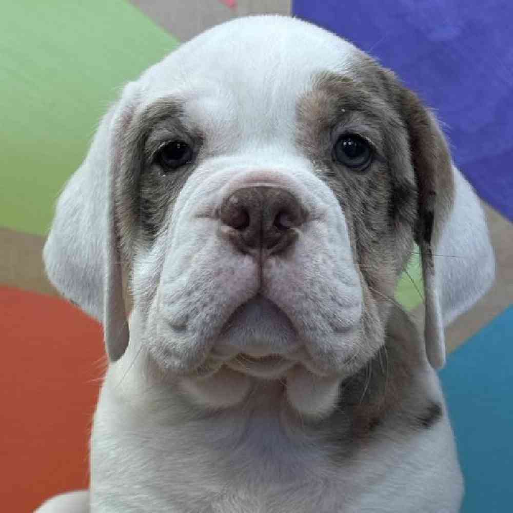 carousel pet images