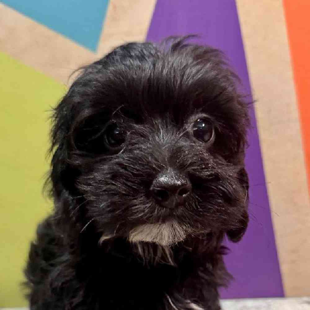 Image of a pet breed in the gallery