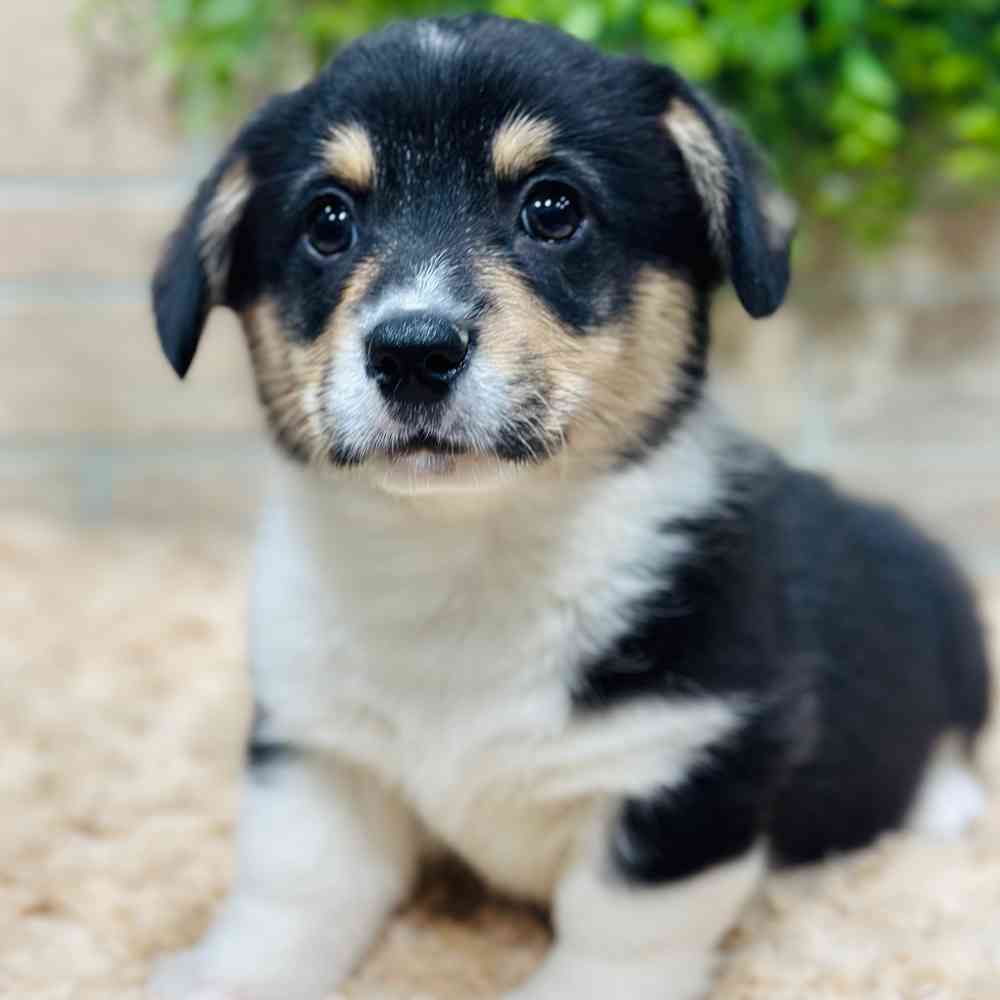 Information on Mini PoodlePembroke Welsh Puppies for Sale in