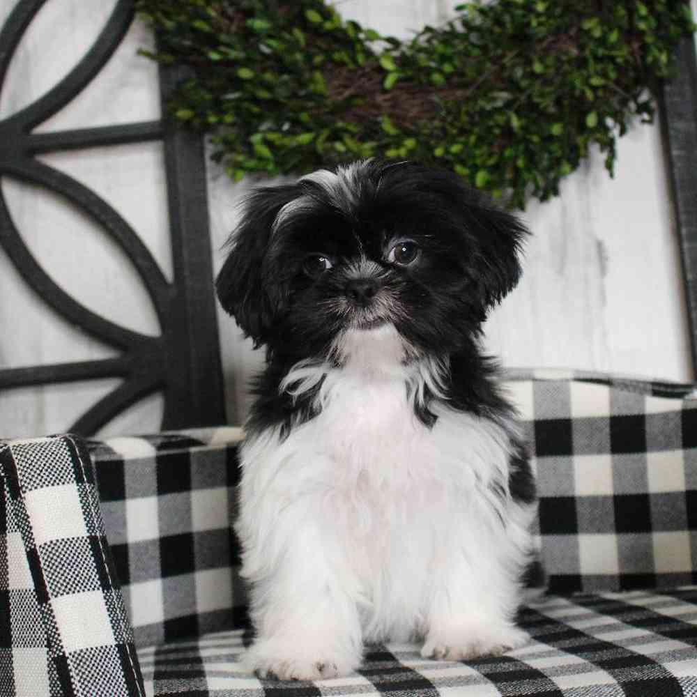 Female Shih Tzu Puppy for sale