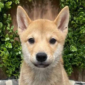 Shiba Inu