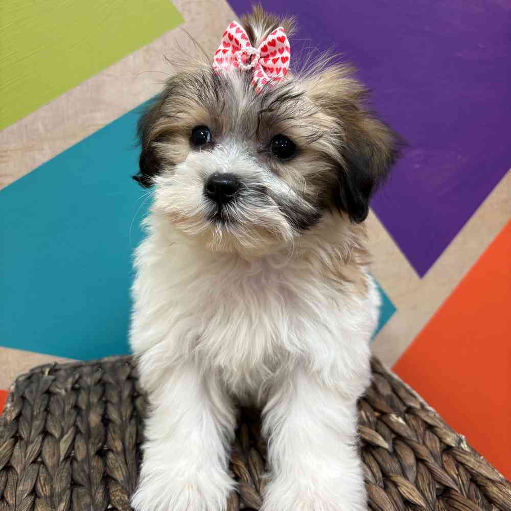 carousel pet images