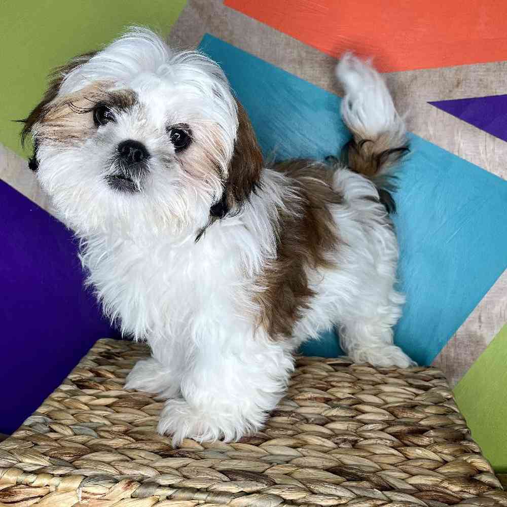 carousel pet images