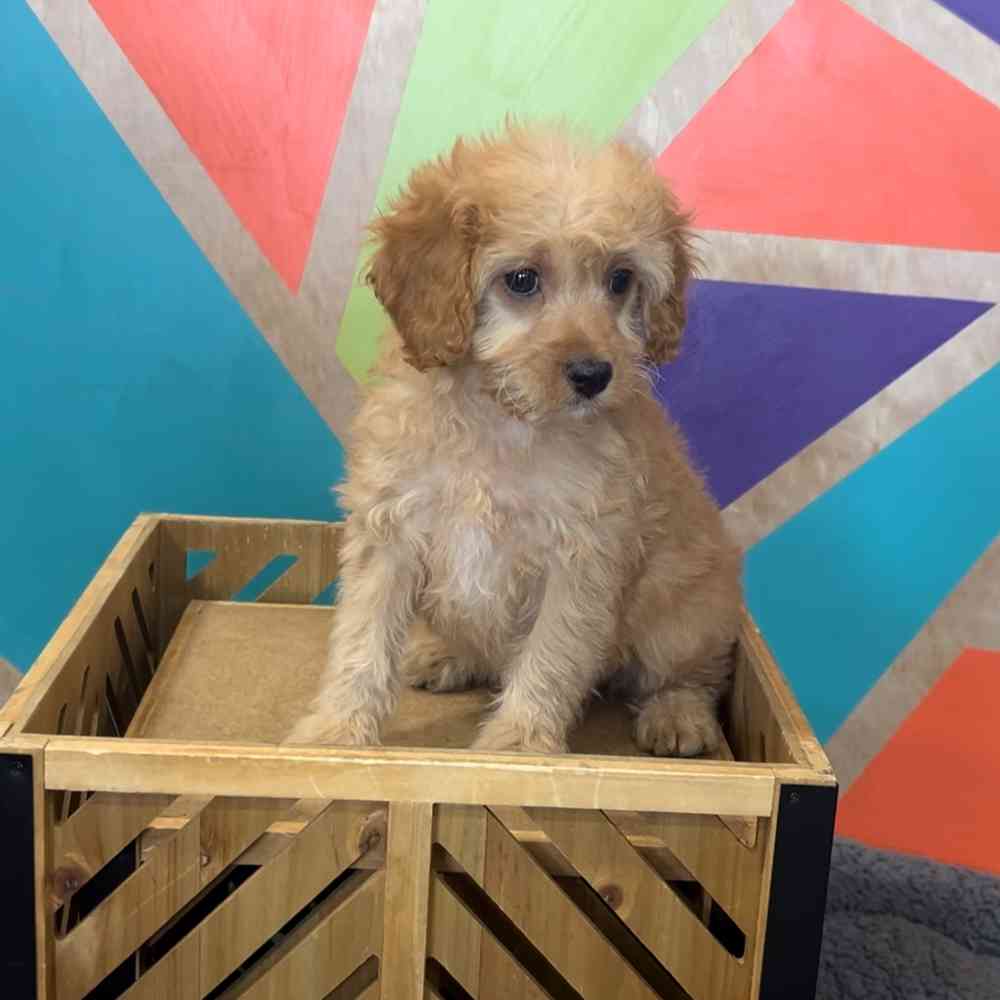 carousel pet images
