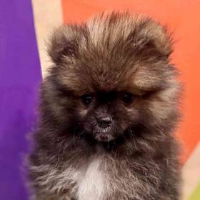 Pomeranian