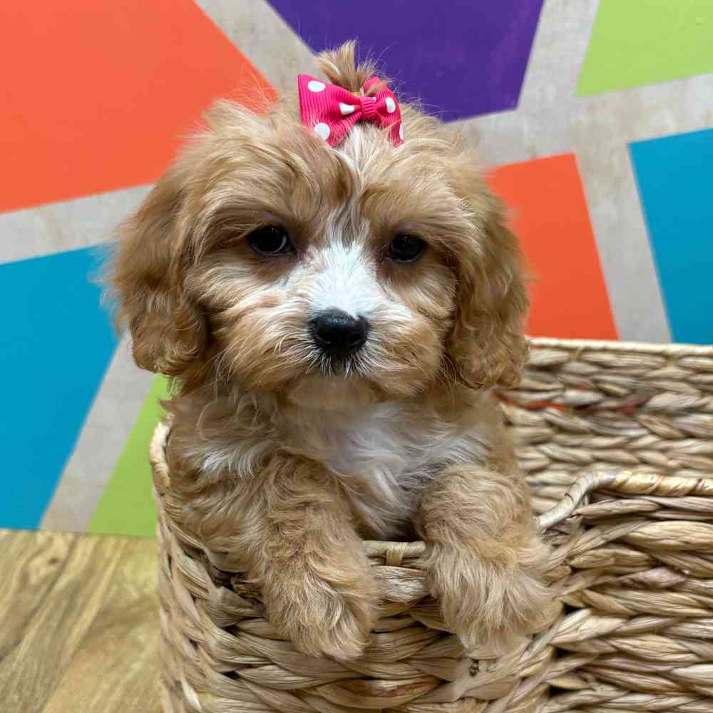 carousel pet images