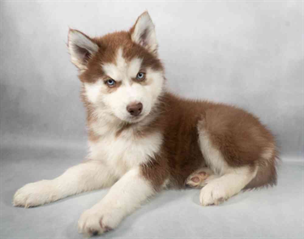 Image of a pet breed in the gallery