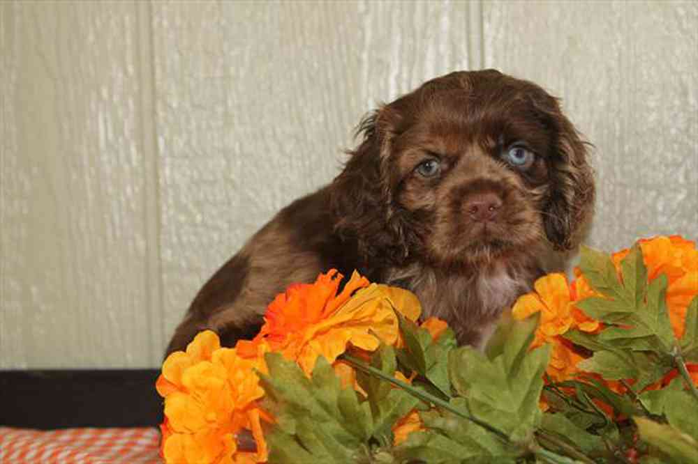 carousel pet images