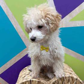 Poodle Toy