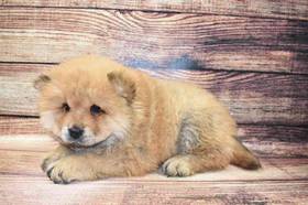 Chow Chow