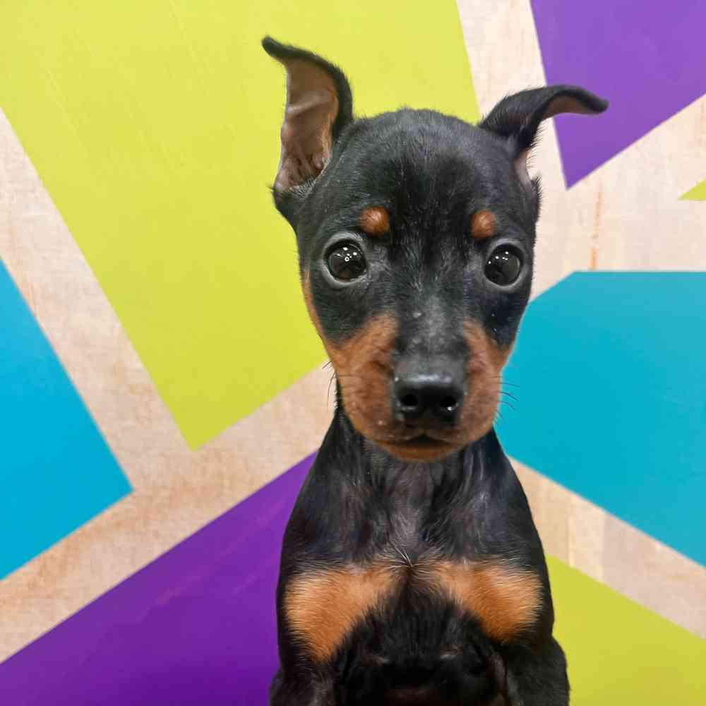 carousel pet images