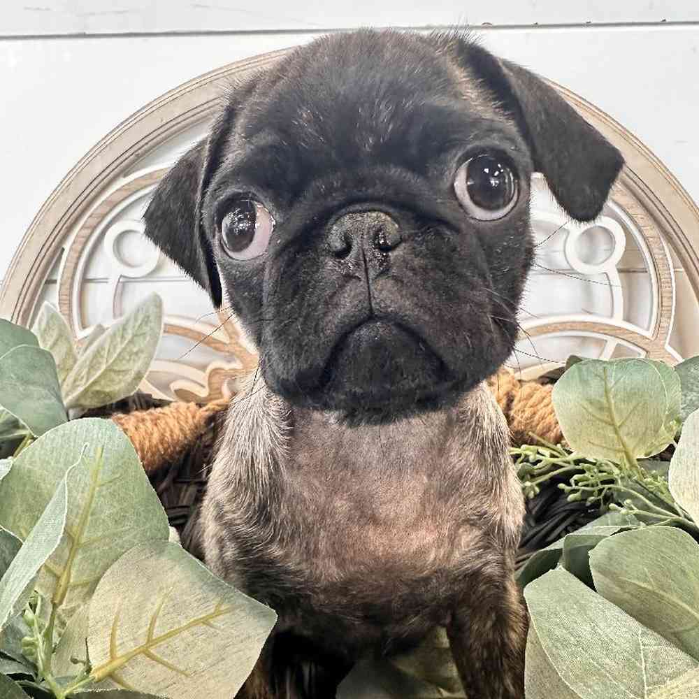 Black male pug for sale cheap