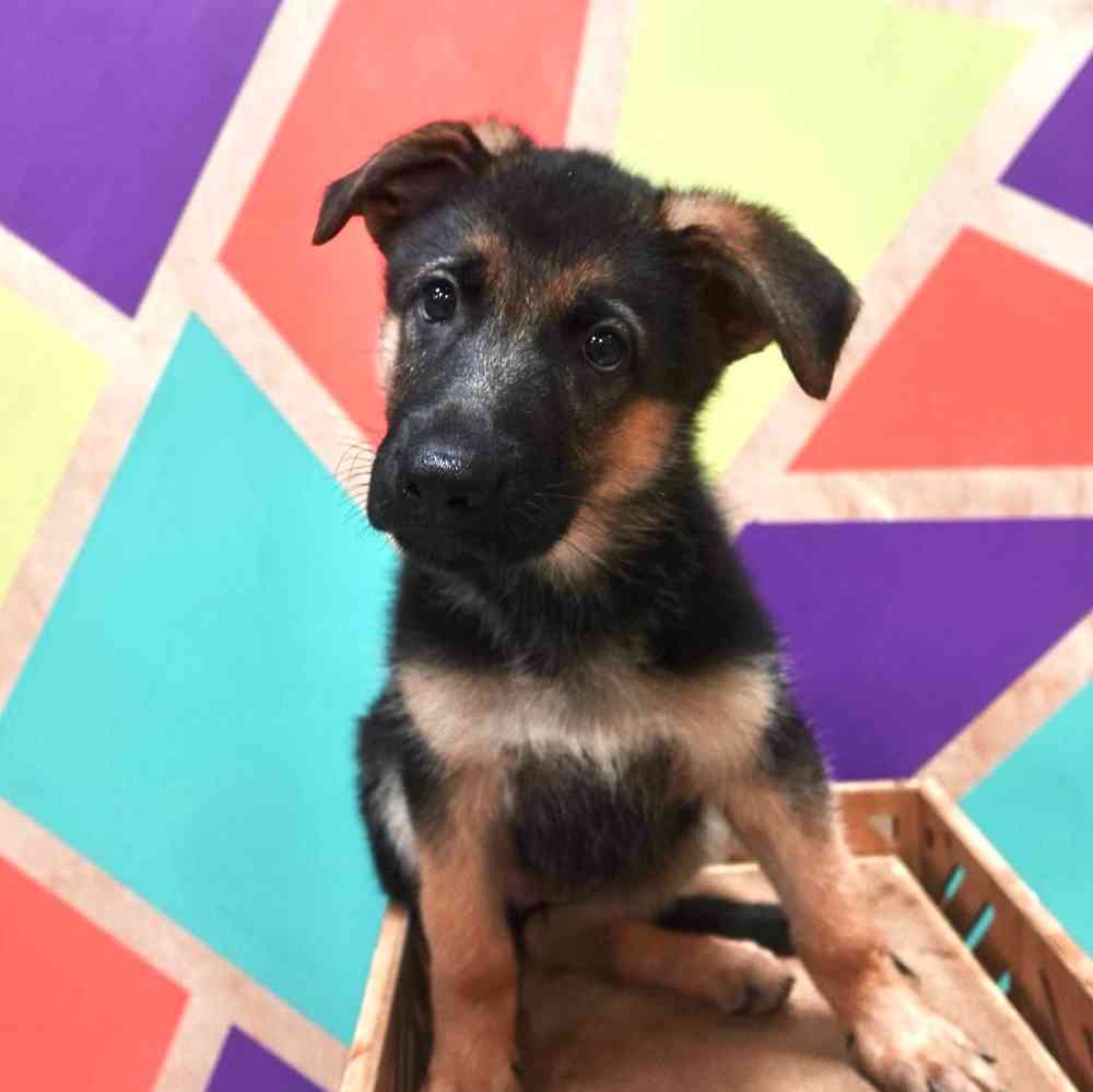Image of a pet breed in the gallery